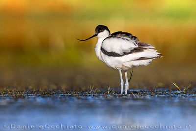 Avocet (Recurvirostra avosetta)