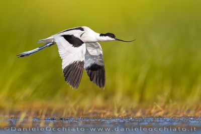 Avocet (Recurvirostra avosetta)