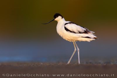 Avocet (Recurvirostra avosetta)