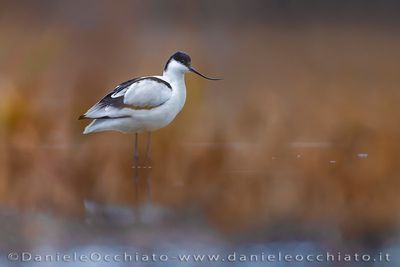 Avocetta; Avocet; Recurvirostra avosetta