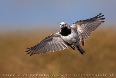 White Wagtail (Motacilla alba)