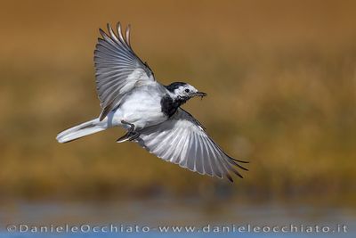 White Wagtail (Motacilla alba)