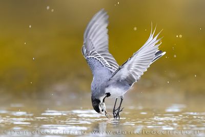 White Wagtail (Motacilla alba)
