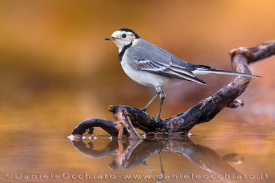 White Wagtail (Motacilla alba)