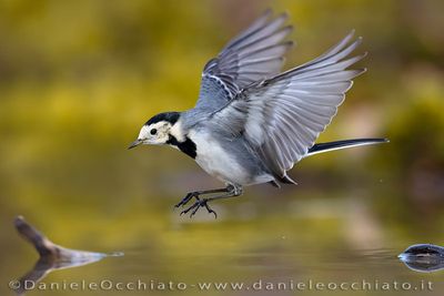 White Wagtail (Motacilla alba)