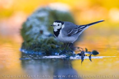 White Wagtail (Motacilla alba)