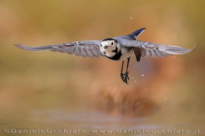 White Wagtail (Motacilla alba)