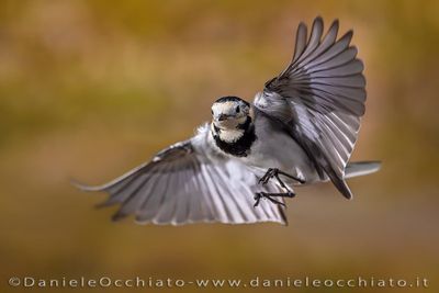 White Wagtail (Motacilla alba)