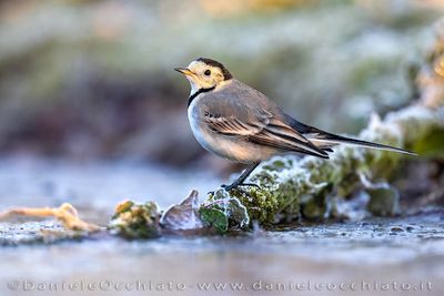 White Wagtail (Ballerina bianca)