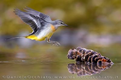 Grey Wagtail (Motacilla cinerea)