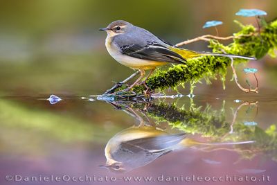 Grey Wagtail (Ballerina gialla)
