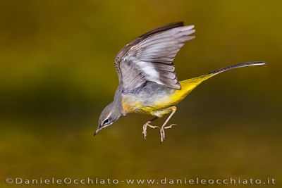 Grey Wagtail (Motacilla cinerea)