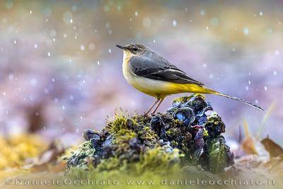 Grey Wagtail (Motacilla cinerea)