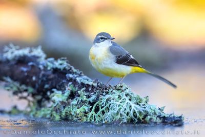 Grey Wagtail (Motacilla cinerea)
