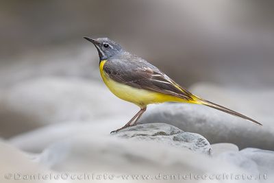 Ballerina gialla; Grey Wagtail; Motacilla cinerea
