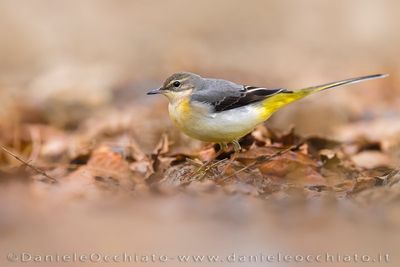 Grey Wagtail (Motacilla cinerea)