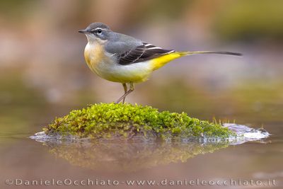 Ballerina gialla; Grey Wagtail; Motacilla cinerea