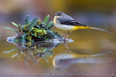 Grey Wagtail (Motacilla cinerea)