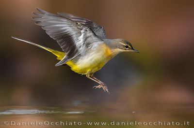 Grey Wagtail (Motacilla cinerea)