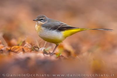 Ballerina gialla; Grey Wagtail; Motacilla cinerea