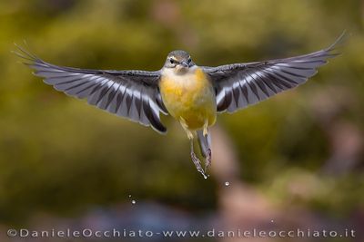 Grey Wagtail (Motacilla cinerea)