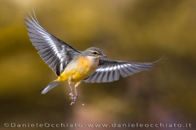 Grey Wagtail (Motacilla cinerea)