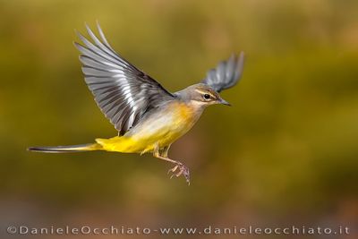 Grey Wagtail (Motacilla cinerea)