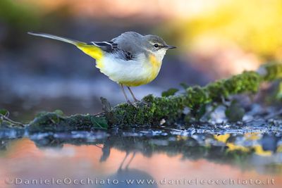 Grey Wagtail (Ballerina gialla)