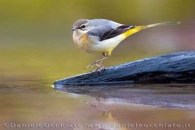 Ballerina gialla; Grey Wagtail; Motacilla cinerea