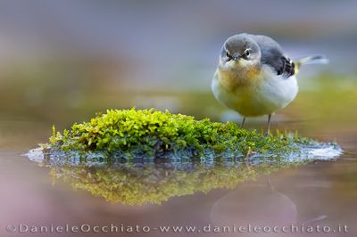 Ballerina gialla; Grey Wagtail; Motacilla cinerea