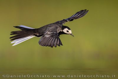 Pied Wagtail (Motacilla alba yarrellii)