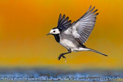 Pied Wagtail (Motacilla alba yarrellii)