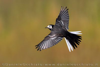 Pied Wagtail (Motacilla alba yarrellii)