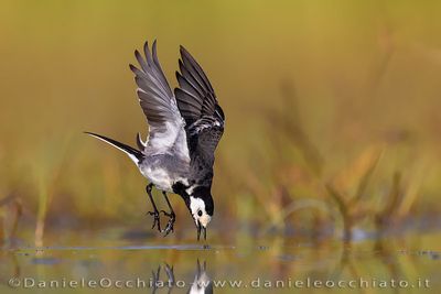 Pied Wagtail (Motacilla alba yarrellii)