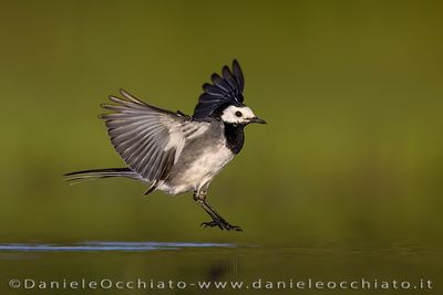 Pied Wagtail (Motacilla alba yarrellii)