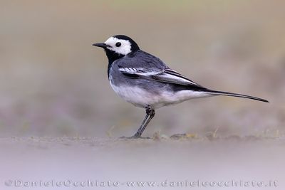 Pied Wagtail (Motacilla alba yarrellii)