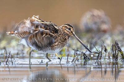Common Snipe (Gallinago gallinago)