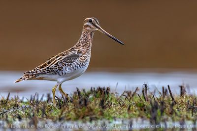 Common Snipe (Gallinago gallinago)