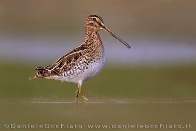 Beccaccino; Common Snipe; Gallinago gallinago