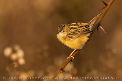 Beccamoschino; Zitting Cisticola; Cisticola juncidis