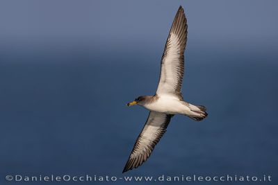 Scopoli's Shearwater (Calonectris diomedea)