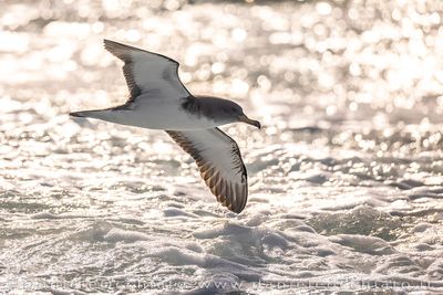Scopoli's Shearwater (Calonectris diomedea)