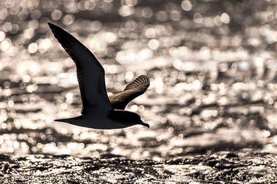 Scopoli's Shearwater (Calonectris diomedea)
