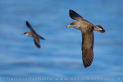 Scopoli's Shearwater (Calonectris diomedea)