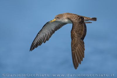 Scopoli's Shearwater (Calonectris diomedea)