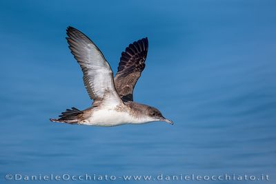 Yelkouan Shearwater (Puffinus yelkouan)