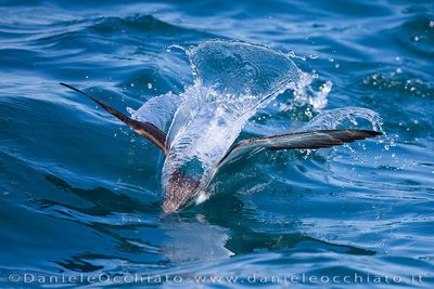 Yelkouan Shearwater (Puffinus yelkouan)