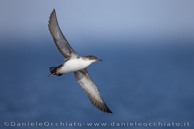 Yelkouan Shearwater (Puffinus yelkouan)