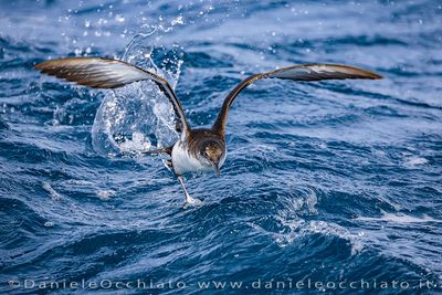 Yelkouan Shearwater (Puffinus yelkouan)