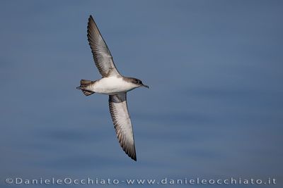 Yelkouan Shearwater (Berta minore)
